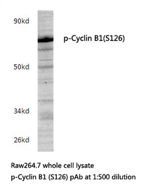 CCNB1 / Cyclin B1 Antibody (phospho-Ser126)