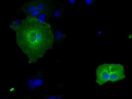 RNF144B Antibody (aa1-256, clone OTI6B5, Carrier-free)