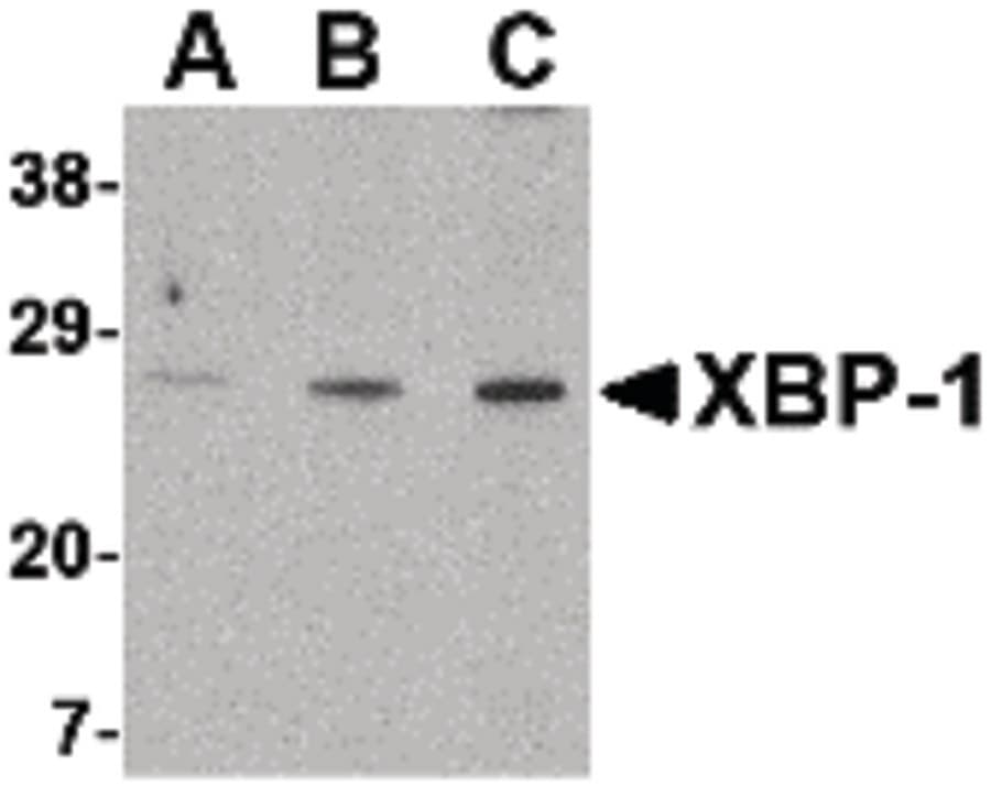IHC-plus™ XBP1 Antibody