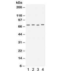 KCNA4 / Kv1.4 Antibody