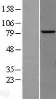 AP4B1 Protein (Over-Expression Lysate Myc-DDK (Flag))