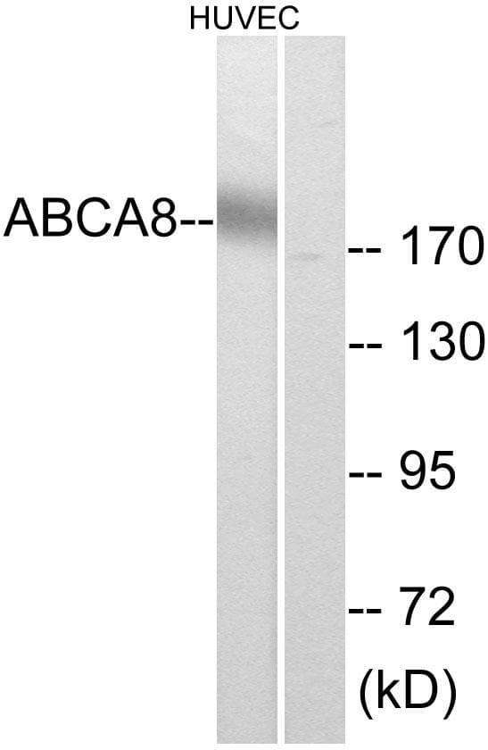 ABCB8 Antibody