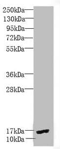 Polyclonal Rabbit anti-Human PEA15 / PEA-15 Antibody (IHC, IF, WB)