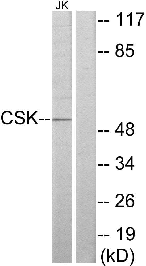 Polyclonal Rabbit anti-Human c-Src Kinase / CSK Antibody (IF, WB)