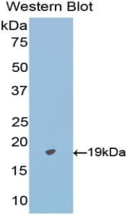 CD95 / FAS Antibody (aa22-169, APC)