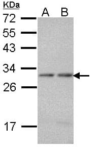 PSMA7 Antibody (aa1-205)