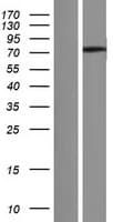 ANKRD55 Protein (Over-Expression Lysate Myc-DDK (Flag))