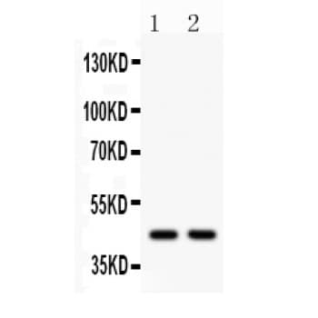 WNT3 Antibody (aa185-207)