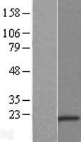 CSDC2 Protein (Over-Expression Lysate Myc-DDK (Flag))