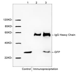 Polyclonal Rabbit anti-Human GFP Antibody (WB)