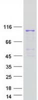 Human EEF2 / Elongation Factor 2 Protein (Recombinant Myc-DDK (Flag))