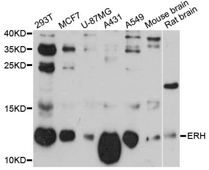 Polyclonal Rabbit anti-Human ERH Antibody (WB)