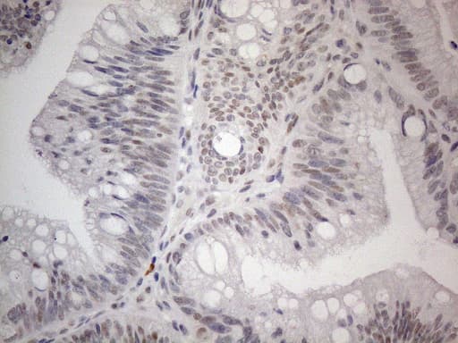 TCEAL1 Antibody (clone OTI1B1, Carrier-free)