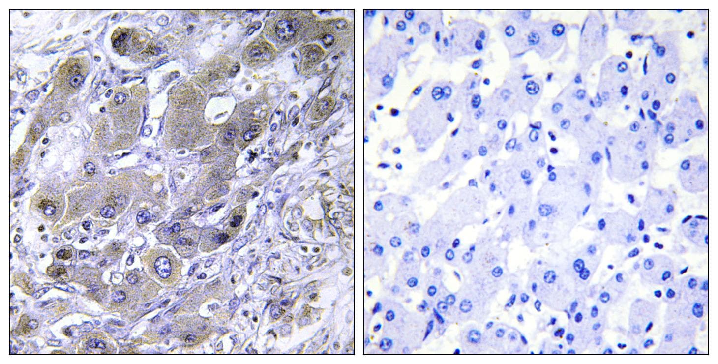 MRPS18A Antibody