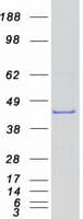 Human NOXO1 Protein (Recombinant Myc-DDK (Flag))