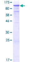 Human TLE1 / TLE 1 Protein (Recombinant GST)