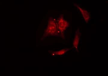 PTGES3 / p23 Antibody