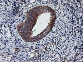 TULP3 Antibody (clone OTI7B8)