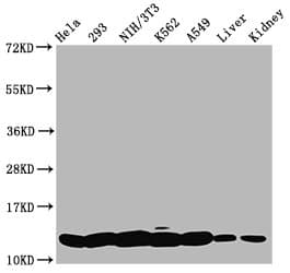 HIST1H4I Antibody