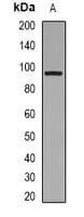 COL1A2 / Collagen I Alpha 2 Antibody (N-Terminus)