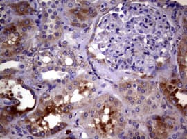 WNT3 Antibody (clone OTI1G7)