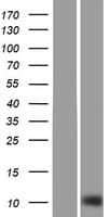 SH3BGRL2 Protein (Over-Expression Lysate Myc-DDK (Flag))