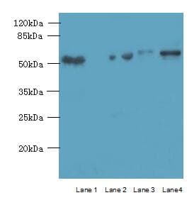ARMCX2 Antibody