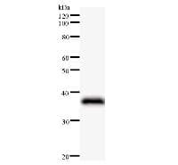 JUNB / JUN-B Antibody (clone 204C4a)