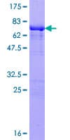 Human TFAP4 / AP-4 Protein (Recombinant GST)