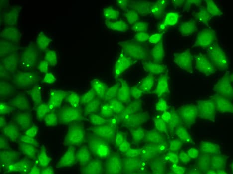 EIF3E Antibody