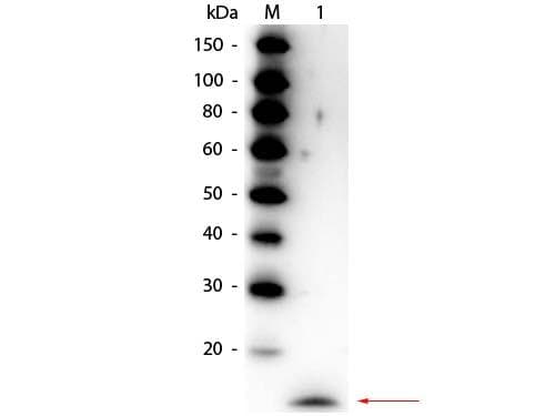 IL17A Antibody (HRP)