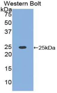 HMG1 / HMGB1 Antibody (aa1-215, APC)