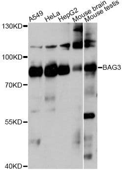 BAG3 / BAG-3 Antibody