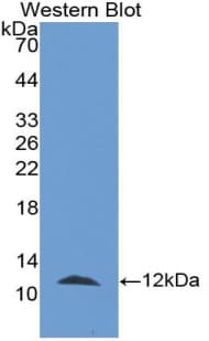 CXCL5 Antibody (aa45-114)