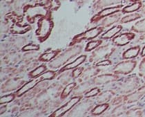 SAMHD1 Antibody