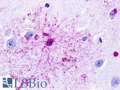 PathPlus™ GPR84 Antibody (Transmembrane Domain)