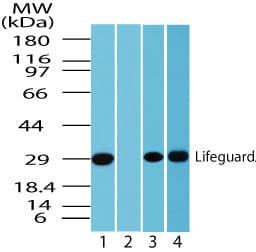 IHC-plus™ FAIM2 / LIFEGUARD Antibody (aa1-50)