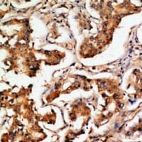ASNA1 Antibody