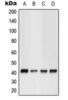 GPR17 Antibody (Internal)