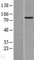 Mitofusin 2 / MFN2 Protein (Over-Expression Lysate Myc-DDK (Flag))