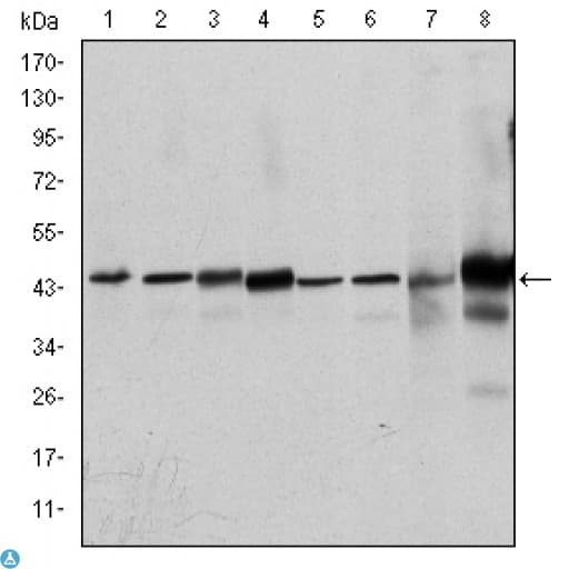 MAPK3 / ERK1 Antibody