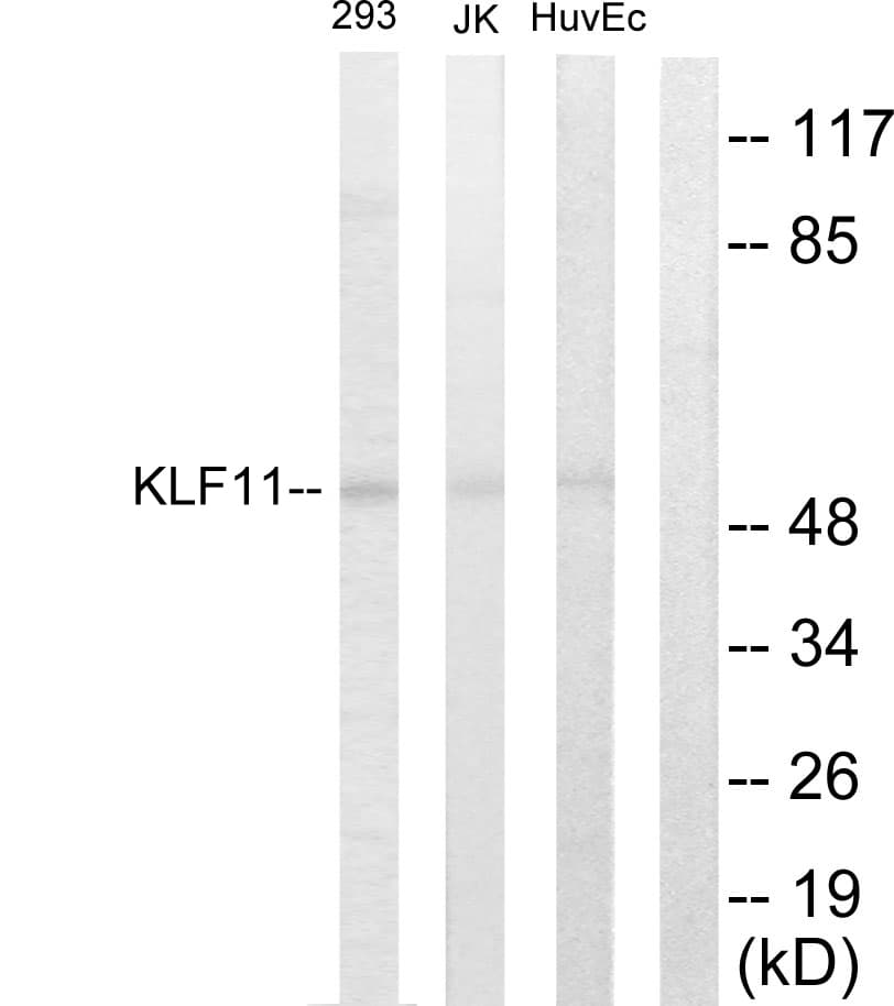 KLF11 Antibody (aa1-50)
