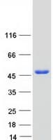 Human AP-1 / JUND Protein (Recombinant Myc-DDK (Flag))