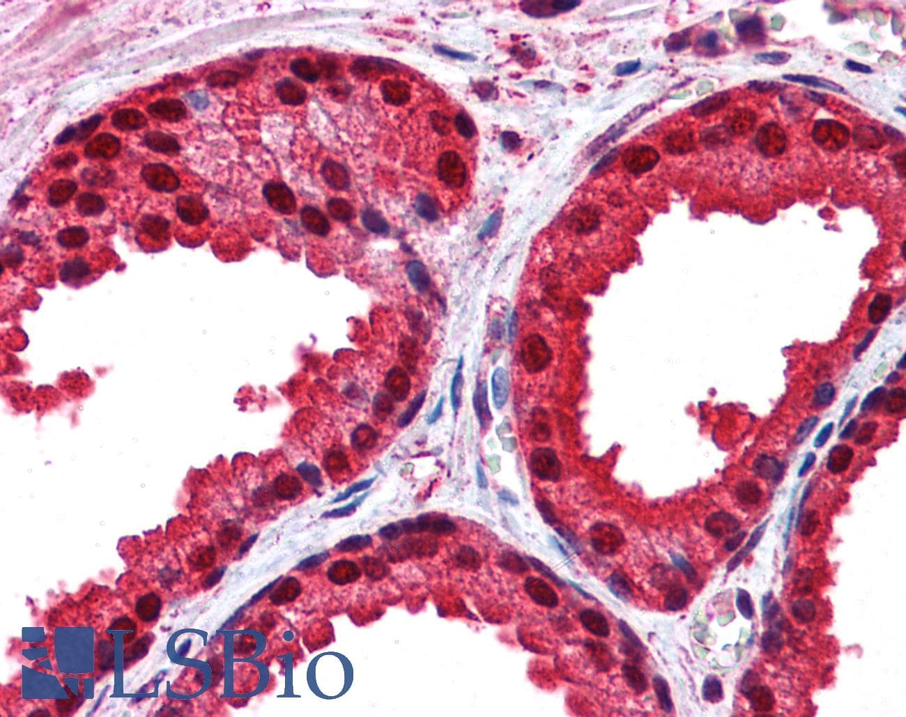 IHC-plus™ PARK7 / DJ-1 Antibody (aa178-189)