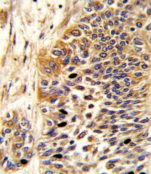 WNT4 Antibody (aa211-239)