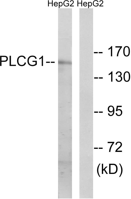 PLCG1 Antibody (aa736-785)