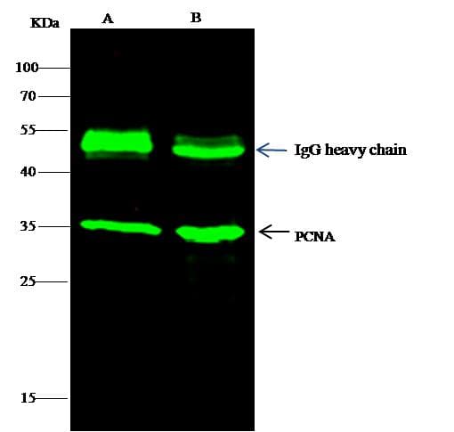 PCNA Antibody (Preservative Free)