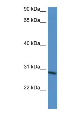 BARX2 Antibody (aa65-114)
