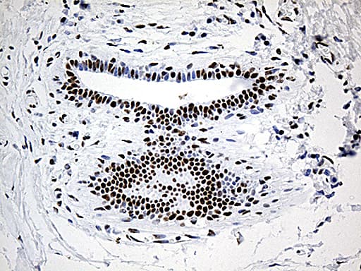 DDX39B / UAP56 Antibody (aa319-428, clone OTI2G7)