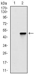 CLP / COTL1 Antibody (clone 5C8)